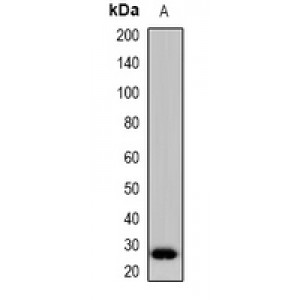 LifeSab™ SPFH1 Rabbit pAb (50 µl)