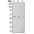 LifeSab™ Alpha-actin-1 Rabbit pAb (50 µl)