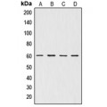 LifeSab™ AKT Rabbit pAb (50 µl)
