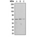 LifeSab™ AKT Rabbit pAb (50 µl)