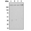 LifeSab™ APC Rabbit pAb (50 µl)