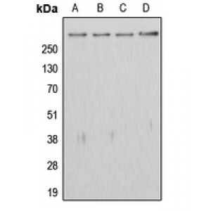 LifeSab™ APC Rabbit pAb (50 µl)
