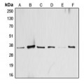 LifeSab™ ATF1 Rabbit pAb (50 µl)
