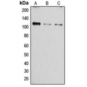 LifeSab™ SERCA1 Rabbit pAb (50 µl)
