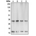 LifeSab™ Caspase 3 Rabbit pAb (50 µl)