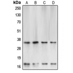 LifeSab™ Caspase 3 Rabbit pAb (50 µl)