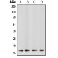LifeSab™ Caspase 3 p17 Rabbit pAb (50 µl)