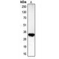 LifeSab™ CDC2 (pT161) Rabbit pAb (50 µl)