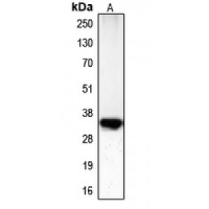 LifeSab™ CDC2 (pT161) Rabbit pAb (50 µl)