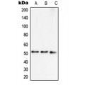 LifeSab™ Septin 7 Rabbit pAb (50 µl)