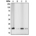 LifeSab™ Cofilin Rabbit pAb (50 µl)