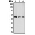 LifeSab™ Creatine Kinase M Rabbit pAb (50 µl)