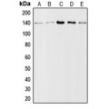 LifeSab™ Collagen 1 alpha 2 Rabbit pAb (50 µl)