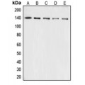 LifeSab™ Collagen 3 alpha 1 Rabbit pAb (50 µl)