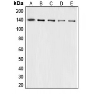 LifeSab™ Collagen 3 alpha 1 Rabbit pAb (50 µl)