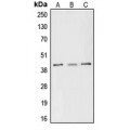 LifeSab™ CREB (pS133) Rabbit pAb (50 µl)