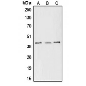LifeSab™ CREB (pS133) Rabbit pAb (50 µl)