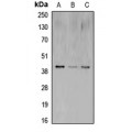 LifeSab™ CREB Rabbit pAb (50 µl)