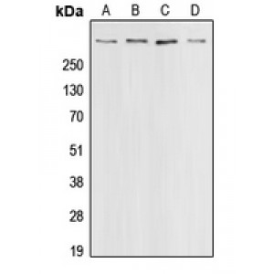 LifeSab™ CBP Rabbit pAb (50 µl)