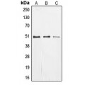LifeSab™ EGR Rabbit pAb (50 µl)