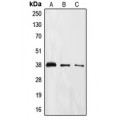 LifeSab™ EIF2S1 (pS51) Rabbit pAb (50 µl)