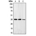 LifeSab™ EIF2S1 Rabbit pAb (50 µl)