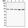 LifeSab™ EIF4G2 Rabbit pAb (50 µl)