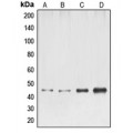 LifeSab™ ELK1 Rabbit pAb (50 µl)