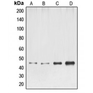 LifeSab™ ELK1 Rabbit pAb (50 µl)