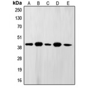 LifeSab™ FEN1 Rabbit pAb (50 µl)