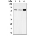 LifeSab™ FOXO1 (pS319) Rabbit pAb (50 µl)