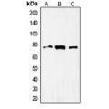 LifeSab™ FOXO1 Rabbit pAb (50 µl)