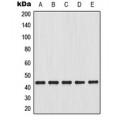 LifeSab™ Connexin 43 Rabbit pAb (50 µl)