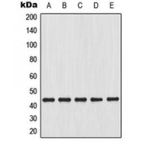 LifeSab™ Connexin 43 Rabbit pAb (50 µl)