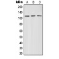 LifeSab™ mGLUR4 Rabbit pAb (50 µl)