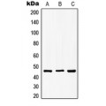 LifeSab™ GSK3 beta (pS9) Rabbit pAb (50 µl)