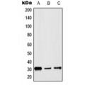 LifeSab™ Histone H1 Rabbit pAb (50 µl)