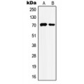 LifeSab™ HSC70 Rabbit pAb (50 µl)