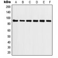 LifeSab™ HSP90 alpha Rabbit pAb (50 µl)