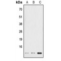 LifeSab™ HSPE1 Rabbit pAb (50 µl)