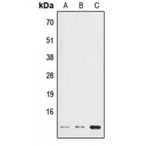 LifeSab™ HSPE1 Rabbit pAb (50 µl)