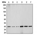 LifeSab™ HSP40 Rabbit pAb (50 µl)