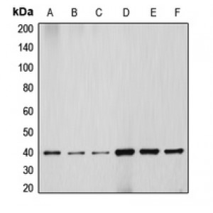LifeSab™ HSP40 Rabbit pAb (50 µl)