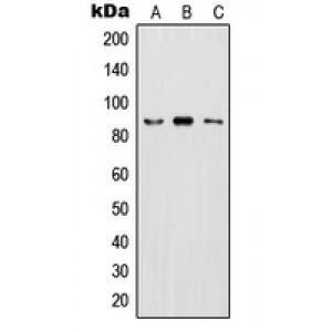 LifeSab™ IKK beta (pY199) Rabbit pAb (50 µl)