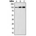LifeSab™ JAK1 Rabbit pAb (50 µl)