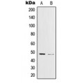LifeSab™ c-Jun (pY170) Rabbit pAb (50 µl)