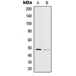 LifeSab™ c-Jun (pY170) Rabbit pAb (50 µl)
