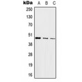 LifeSab™ c-Jun Rabbit pAb (50 µl)