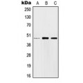 LifeSab™ c-Jun Rabbit pAb (50 µl)