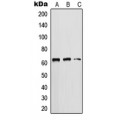 LifeSab™ Cytokeratin 5 Rabbit pAb (50 µl)
